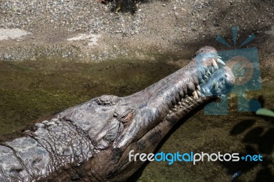 Tomistoma (tomistoma Schlegelii) Resting In A Pool At The Biopar… Stock Photo