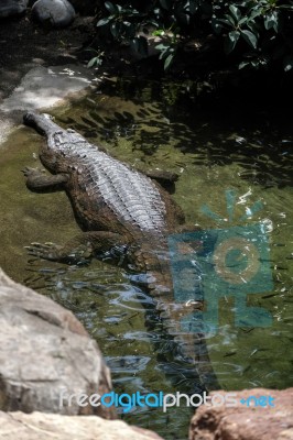 Tomistoma (tomistoma Schlegelii) Resting In A Pool At The Biopar… Stock Photo