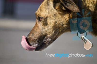 Tongue Out Stock Photo