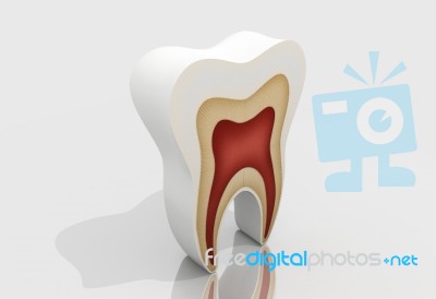 Tooth Stock Image