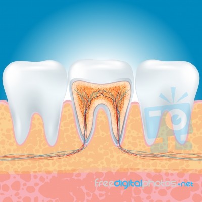 Tooth Stock Image