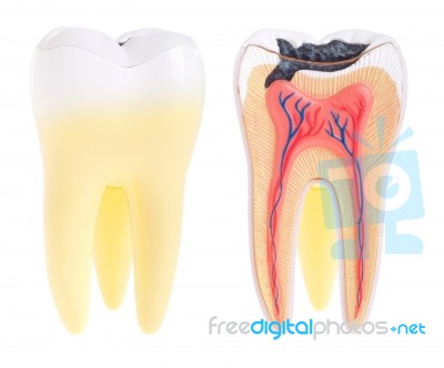 Tooth Anatomy Stock Photo