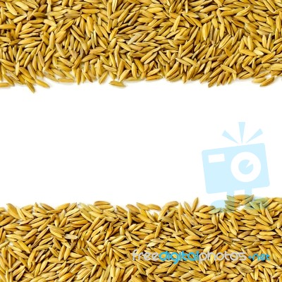 Top View Of Paddy Rice And Rice Seed On The White Background For Isolated Stock Photo