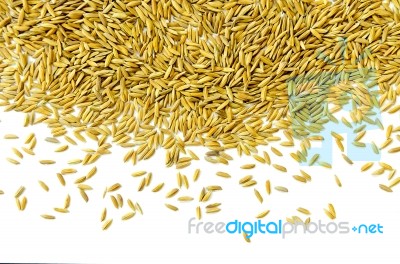 Top View Of Paddy Rice And Rice Seed On The White Background For Isolated Stock Photo