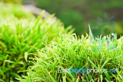 Top View Of Small Bamboo Bush Stock Photo
