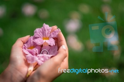 Top View On Woman's Hands Holding Pink Yellow Flower  On Green Grass Stock Photo