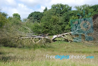 Torn Tree Stock Photo