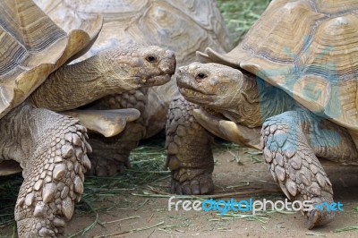 Tortoise Stock Photo