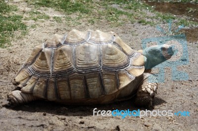 Tortoise Turtle Stock Photo