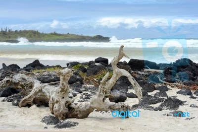 Tortuga Bay, Santa Cruz, Galapagos, Ecuador Stock Photo