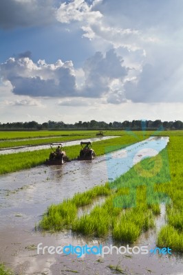 Tractors In Paddy Field Stock Photo