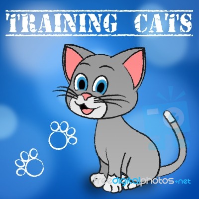 Training Cats Shows Teaching Instruct And Trained Stock Image