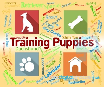 Training Puppies Represents Instruction Pedigree And Pets Stock Image