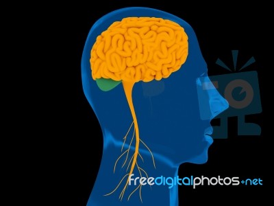 Transparent Human Head With Brain Stock Image