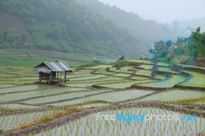 Transplant Rice Seedlings Stock Photo