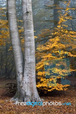 Tree Stock Photo