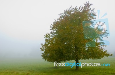 Tree And Mist Stock Photo