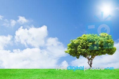 Tree And Sky Background Stock Photo