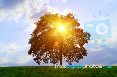 Tree And Sunlight Stock Photo