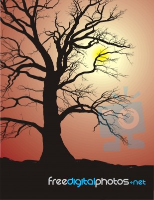 Tree At Sunset Stock Image
