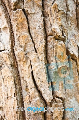 Tree Bark Texture Stock Photo