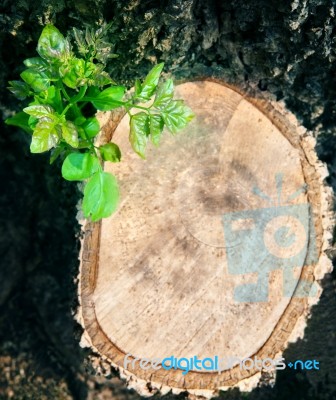 Tree Bark Wood Cutting And Some Green Leaves Growthing Against W… Stock Photo