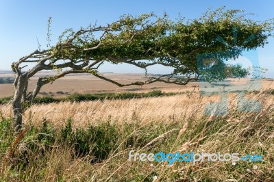 Tree Bent Over Due To Prolonged Force Of The Wind Near Beachy He… Stock Photo