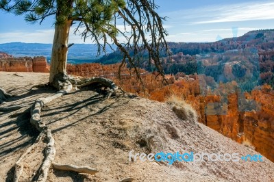 Tree Clinging To The Edge Of Bryce Canyon Stock Photo
