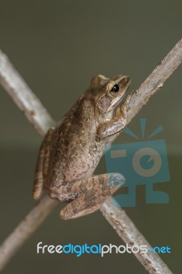Tree Frog Stock Photo