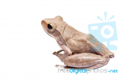 Tree Frog Stock Photo