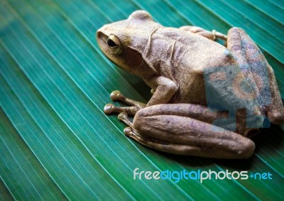 Tree Frog On The Big Green Leaf Stock Photo