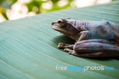 Tree Frog On The Big Green Leaf Stock Photo