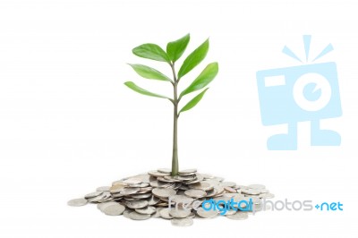 Tree Growing In A Pile Of Money Stock Photo