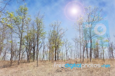 Tree In Forest Among Daylight And Soft Fog With Fresh Blue Sky Stock Photo