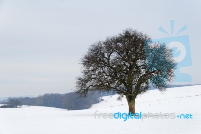 Tree In Winter Stock Photo