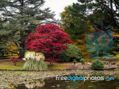 Tree Leaves Changing Colour In Autumn Stock Photo