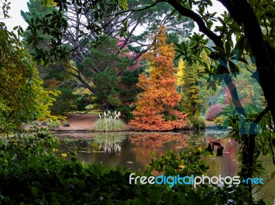 Tree Leaves Changing Colour In Autumn Stock Photo