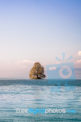 Tree On A Island In A Lake Stock Photo