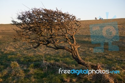 Tree On The South Downs Bent Over Due To Prevailing Winds Stock Photo