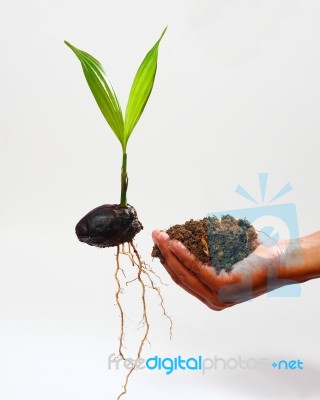 Tree Seedling Stock Photo