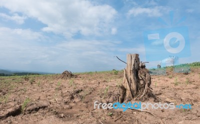 Tree Stump In Deforested Mountain Hill Stock Photo Tree Stump In Deforested Mountain Hill Stock Photo