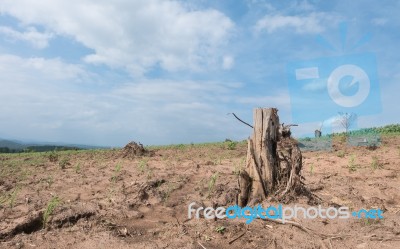 Tree Stump In Deforested Mountain Hill Stock Photo