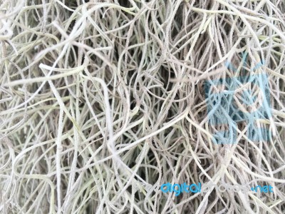 Tree Texture Stock Photo Tree Texture Stock Photo