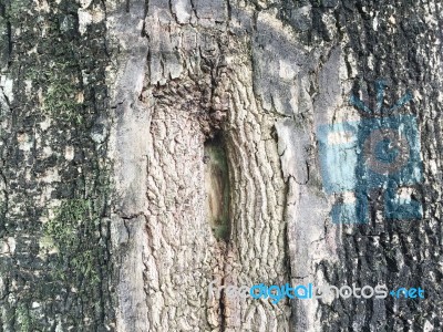 Tree Texture Stock Photo