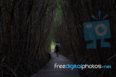 Tree Tunnel Stock Photo