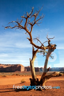 Tree With Legs In Monument Valley Stock Photo Tree With Legs In Monument Valley Stock Photo