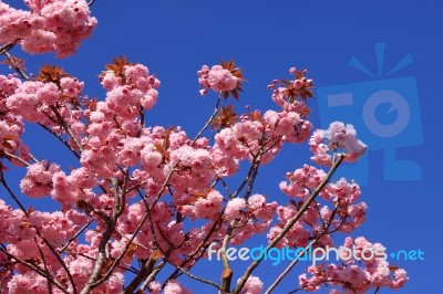 Tree With Pink Flowers Stock Photo