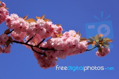 Tree With Pink Flowers Stock Photo