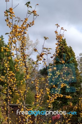 Tree With Yellow Berries And Thorny Branches In East Grinstead Stock Photo