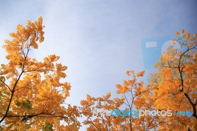 Tree With Yellow Leaves In Front Of Blue Sky Stock Photo